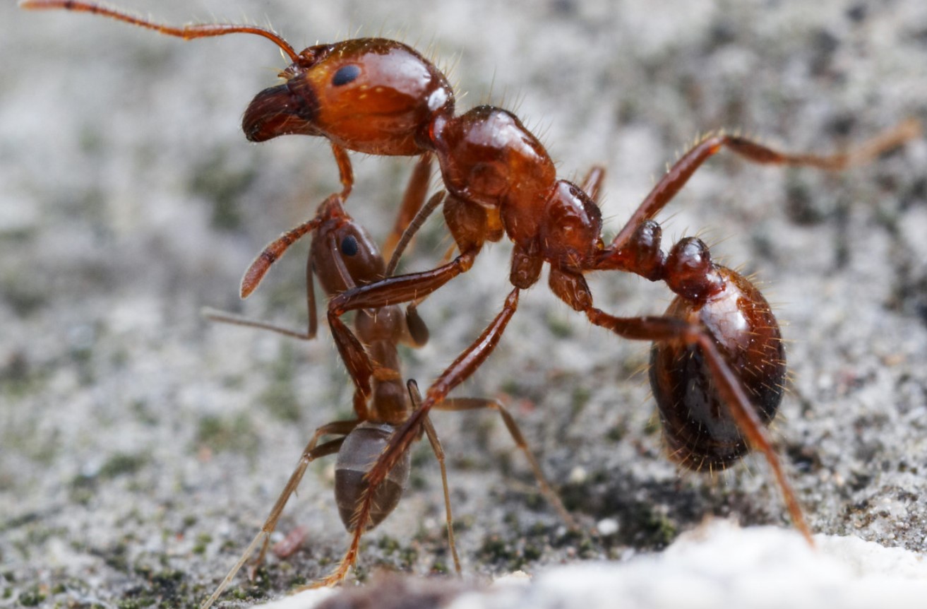 Самое ядовитое насекомое: муравей Марикопа