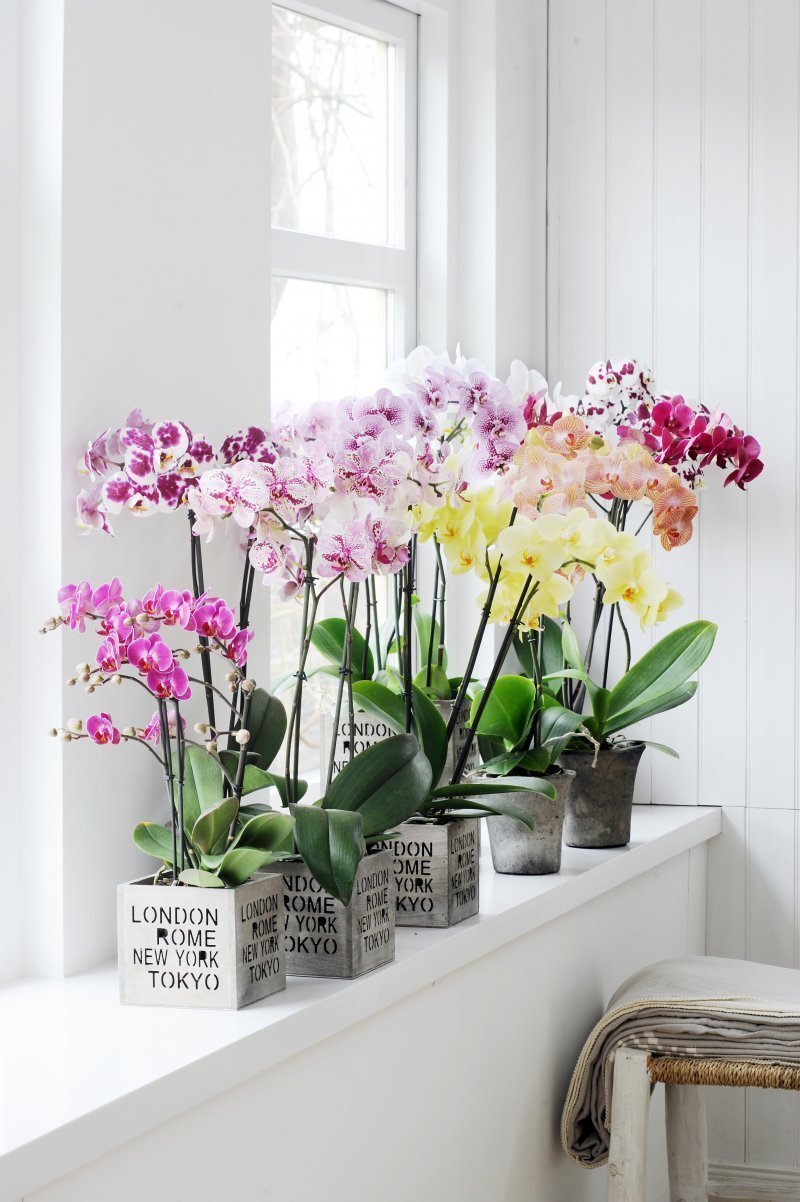Орхидеи В Интерьере Кухни