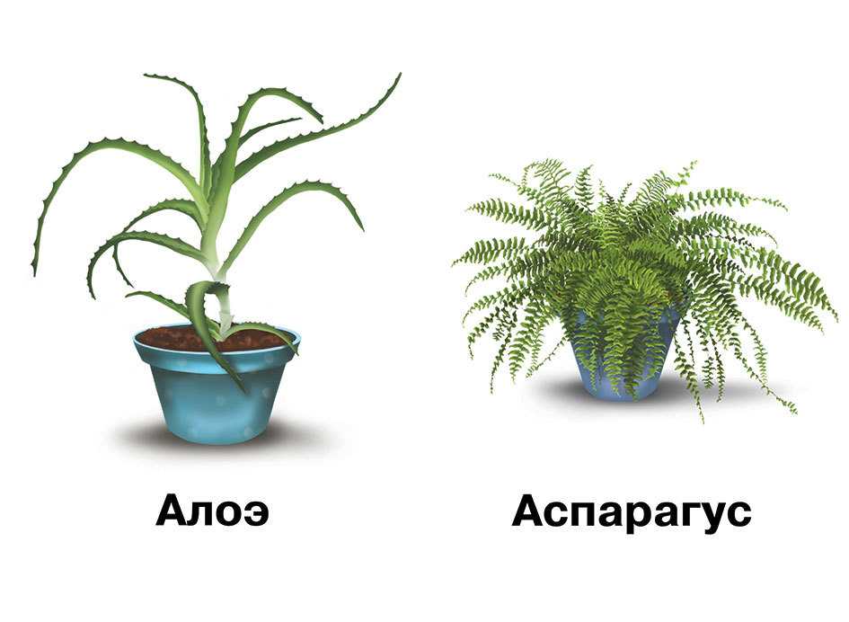 Комнатные растения картинки для детей
