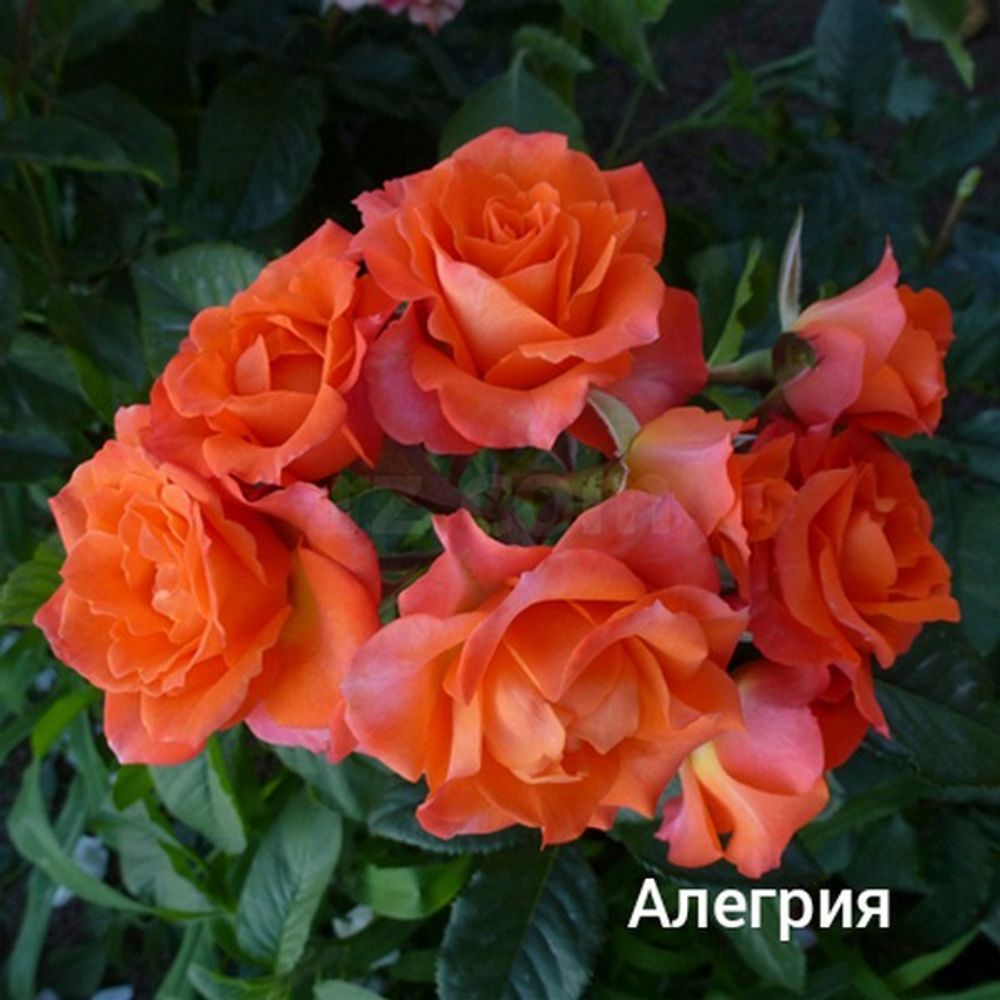Роза Алегрия Спрей Фото И Описание – Telegraph