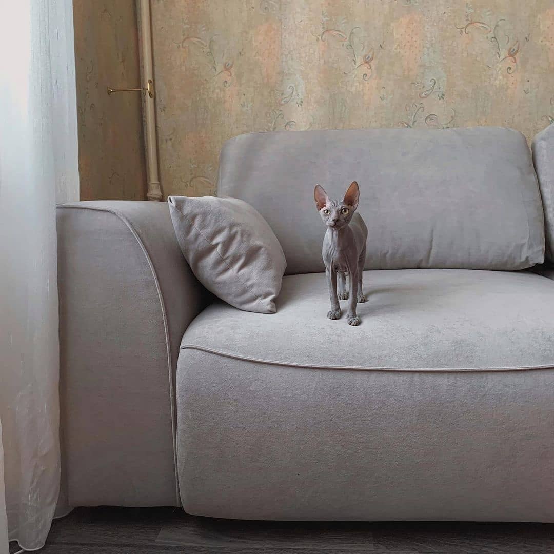 E-comm Shop instagram