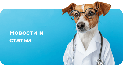 dog-news