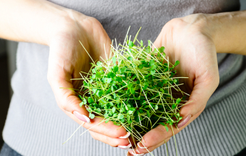 Проращиватели – свежий комплекс полезных микроэлементов в ежедневном рационе