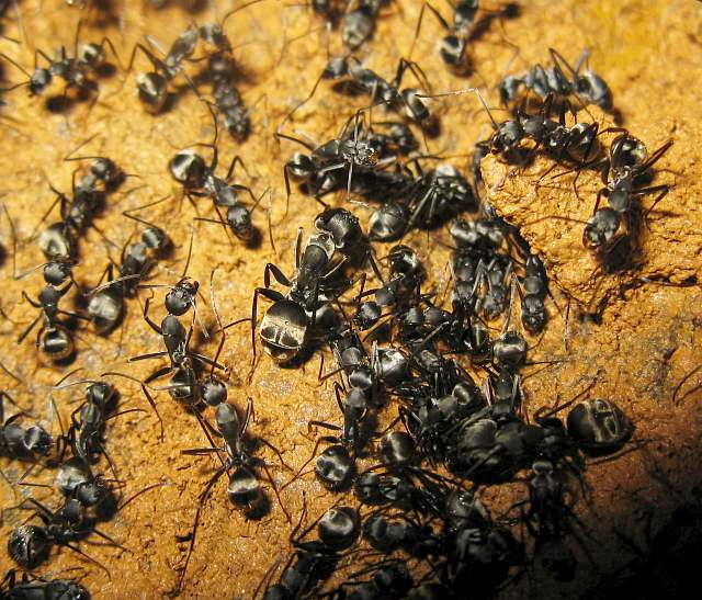 Большие муравьи для новичка 