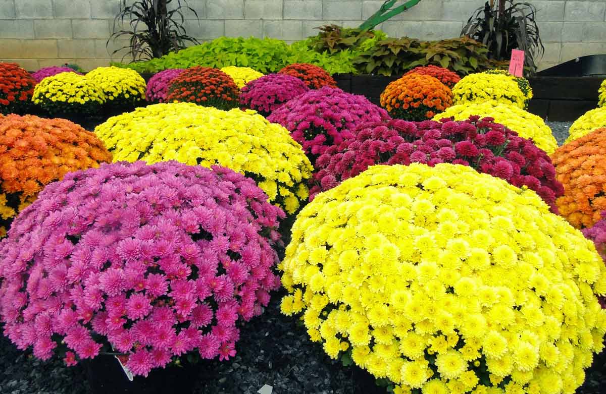 Хризантема (Chrysanthemum) | Клумба - интернет магазин цветов в Туле