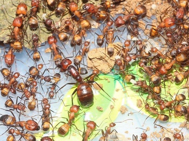 Большие муравьи для новичка 