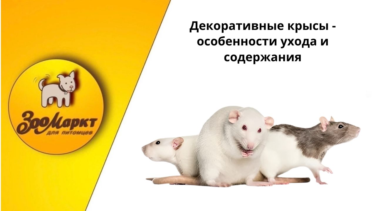Туалеты для собак - виды, какой выбрать (1).png