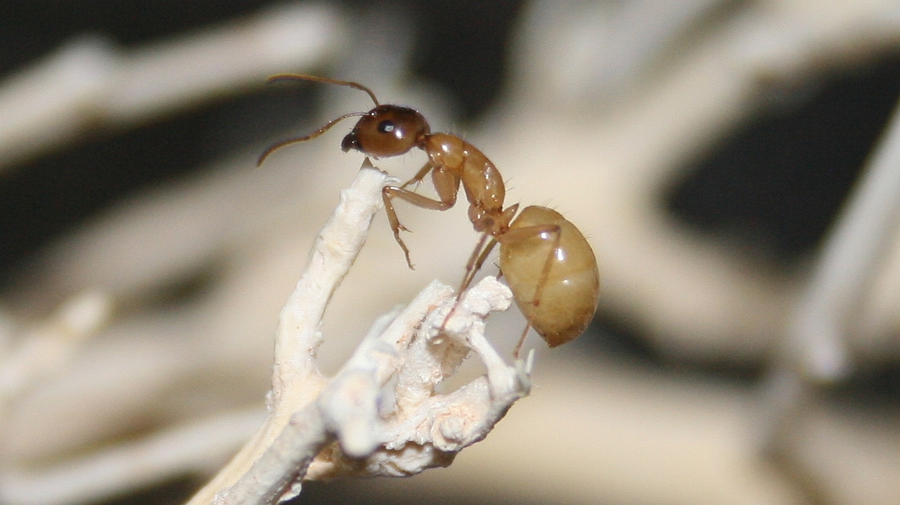 Camponotus turkestanus содержание и уход