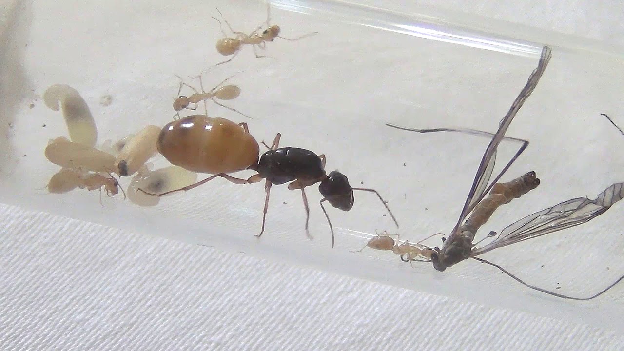 Camponotus turkestanus 