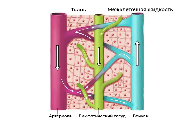Капиллярное русло Капиллярное русло: артериола (красная), венула (синяя), лимфатический капилляр (зелёный), клетки тканей (жёлтые)