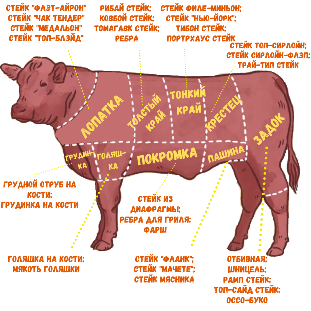 Язык коровы схема