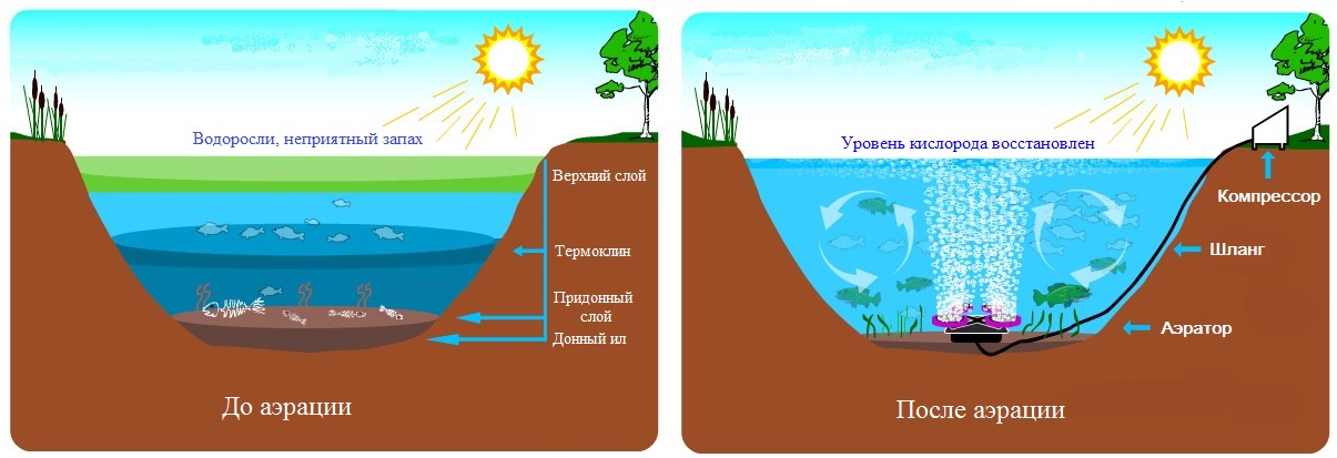 Различия аквариума и естественного водоема