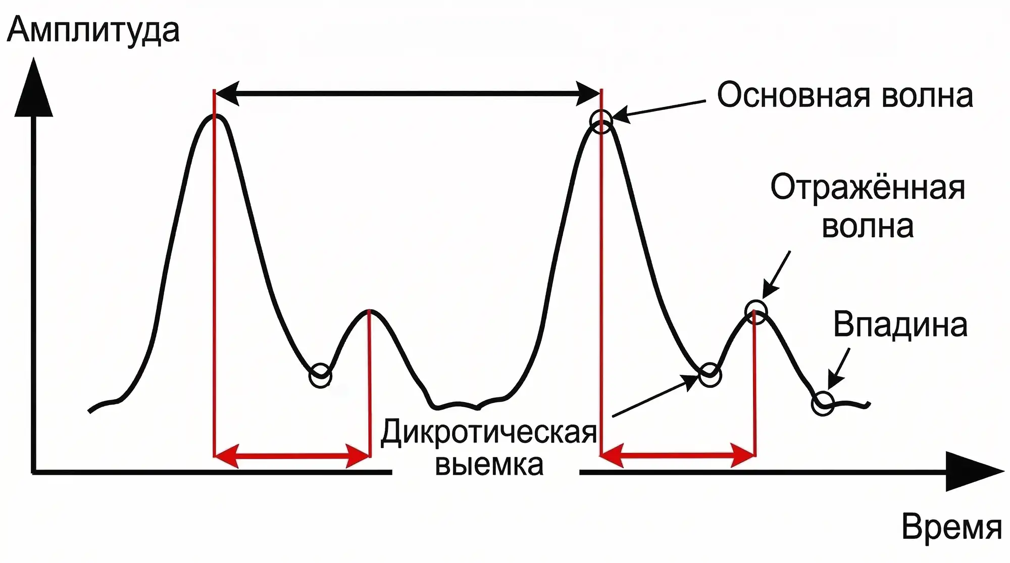 forma-pulsovoy-volny