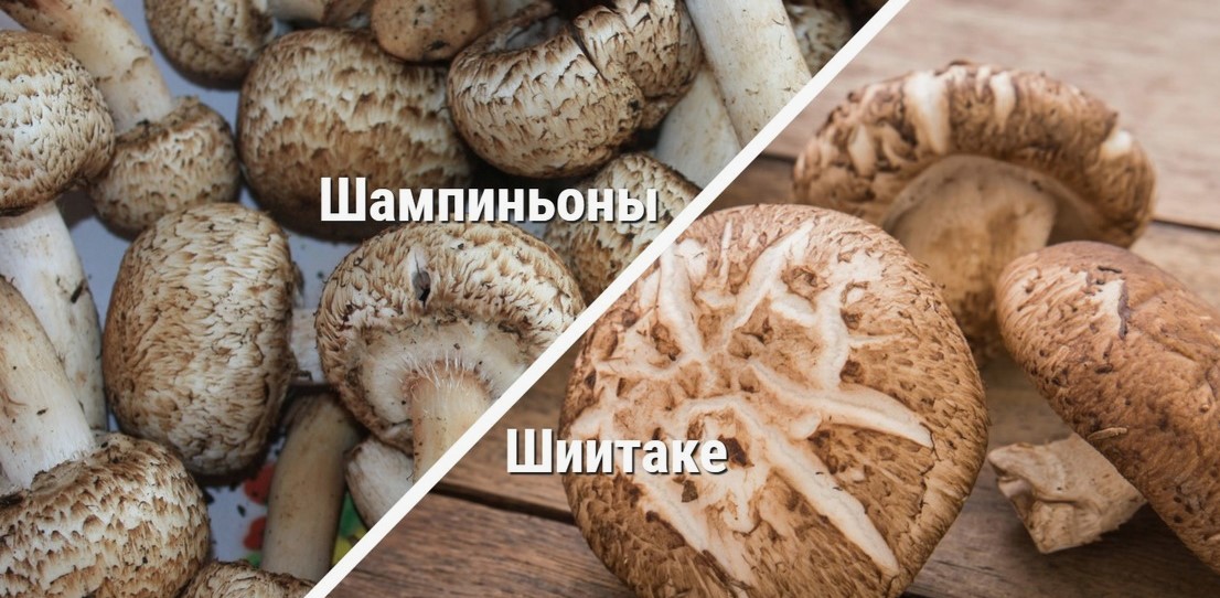 Шампиньоны и шиитаке