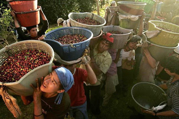 Производство кофе в Коста-Рике