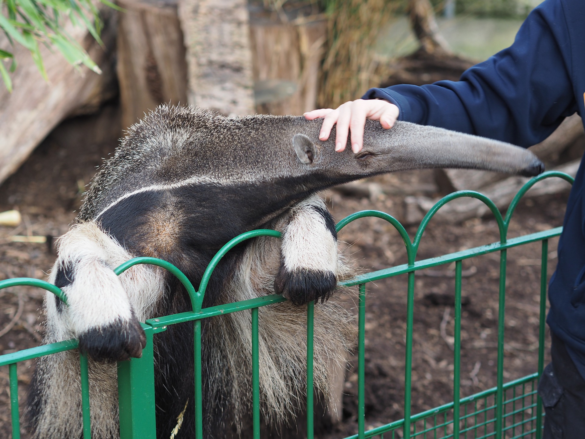 Silesta zoo. Муравьед Калининградский зоопарк. Калининградский зоопарк Калининград. Гигантский муравьед. Муравьед в зоопарке.