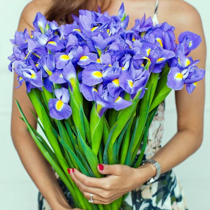 Ирис синий Blue Magic