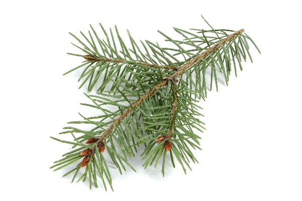 pine-needles-branch.jpg