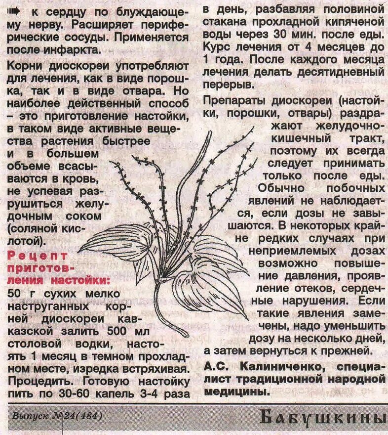 кавказский порошок диоскорея. диоскорея лечебные свойства. кавказский порошок диоскорея. диоскорея кавказская лекарственная форма. диоскорея ниппонская препараты.