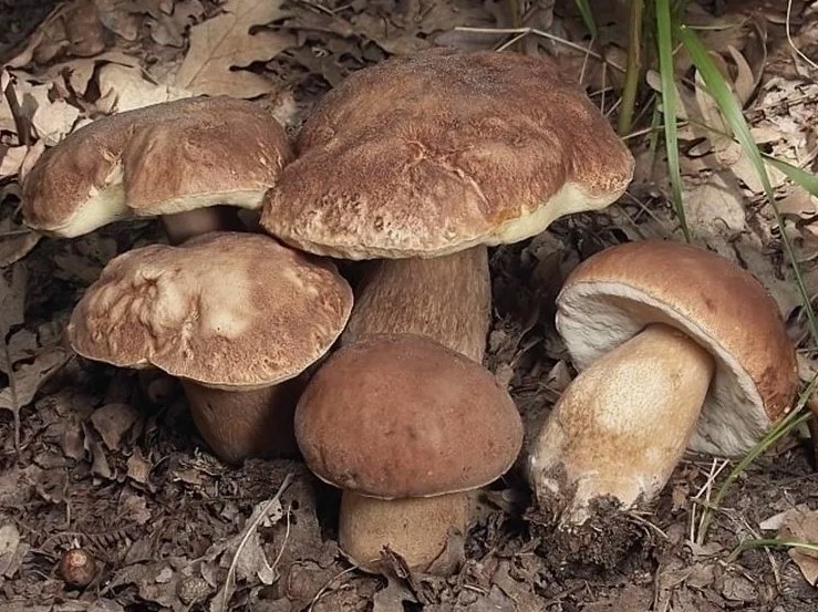 Boletus reticulatus