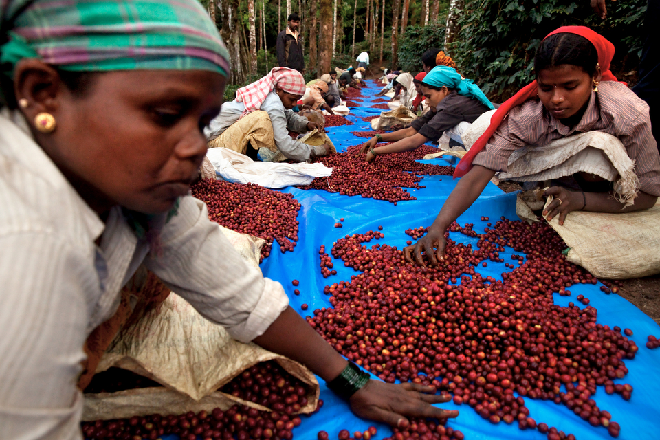 Производство кофе в Индии