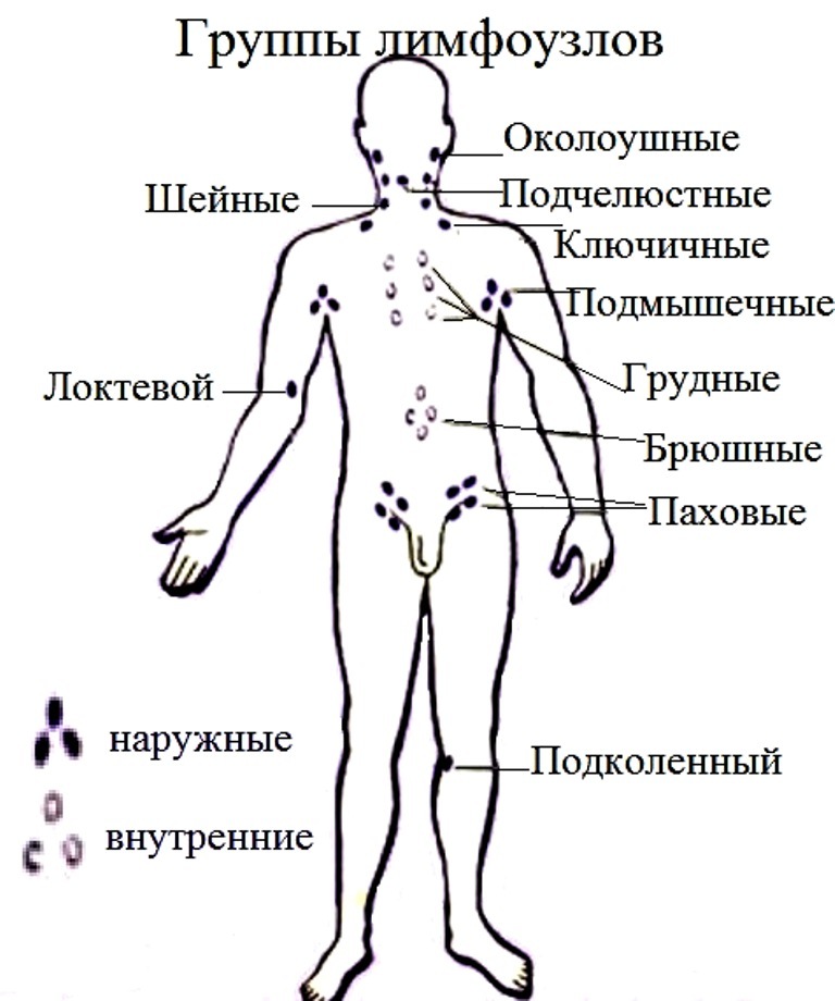 Лимфатическая система человека схема узлов фото и описание