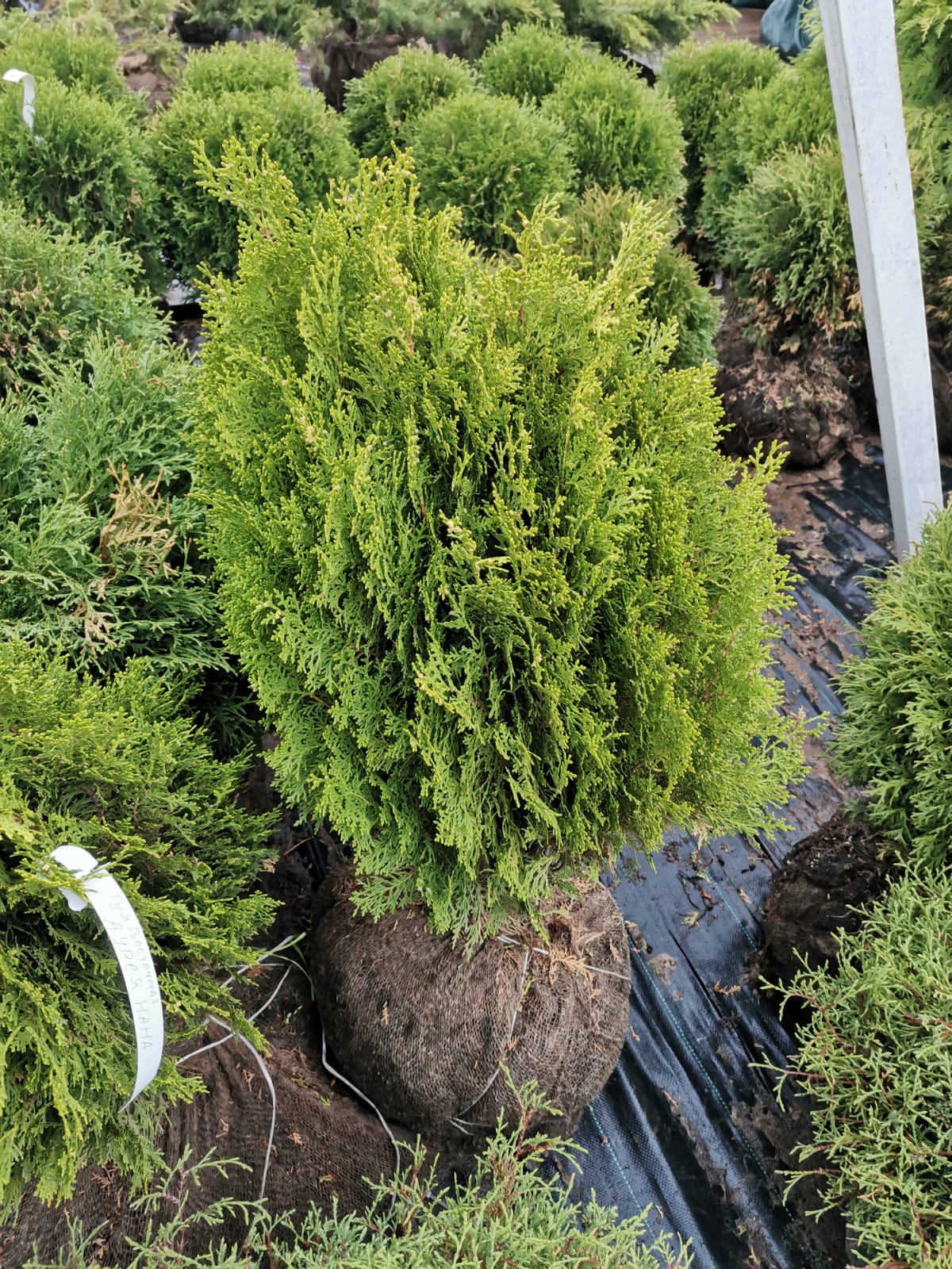 Туя восточная Ауреа Нана (Thuja orientalis Aurea Nana)