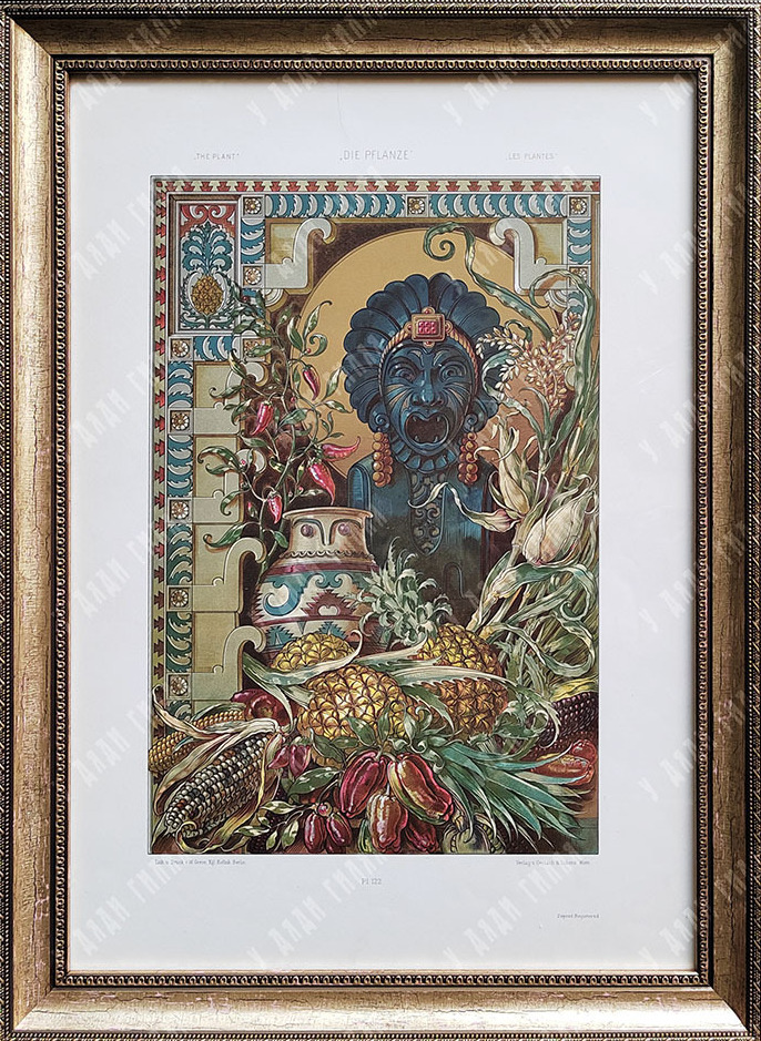 Седер А. Растения. Гравюра из книги «Растения в искусстве и торговле». Издательство Gerlach & Schenk. Вена, 1890