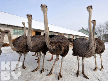 Страусиная ферма Страусиная ферма