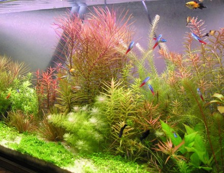 Нужны ли аквариумные растения?
