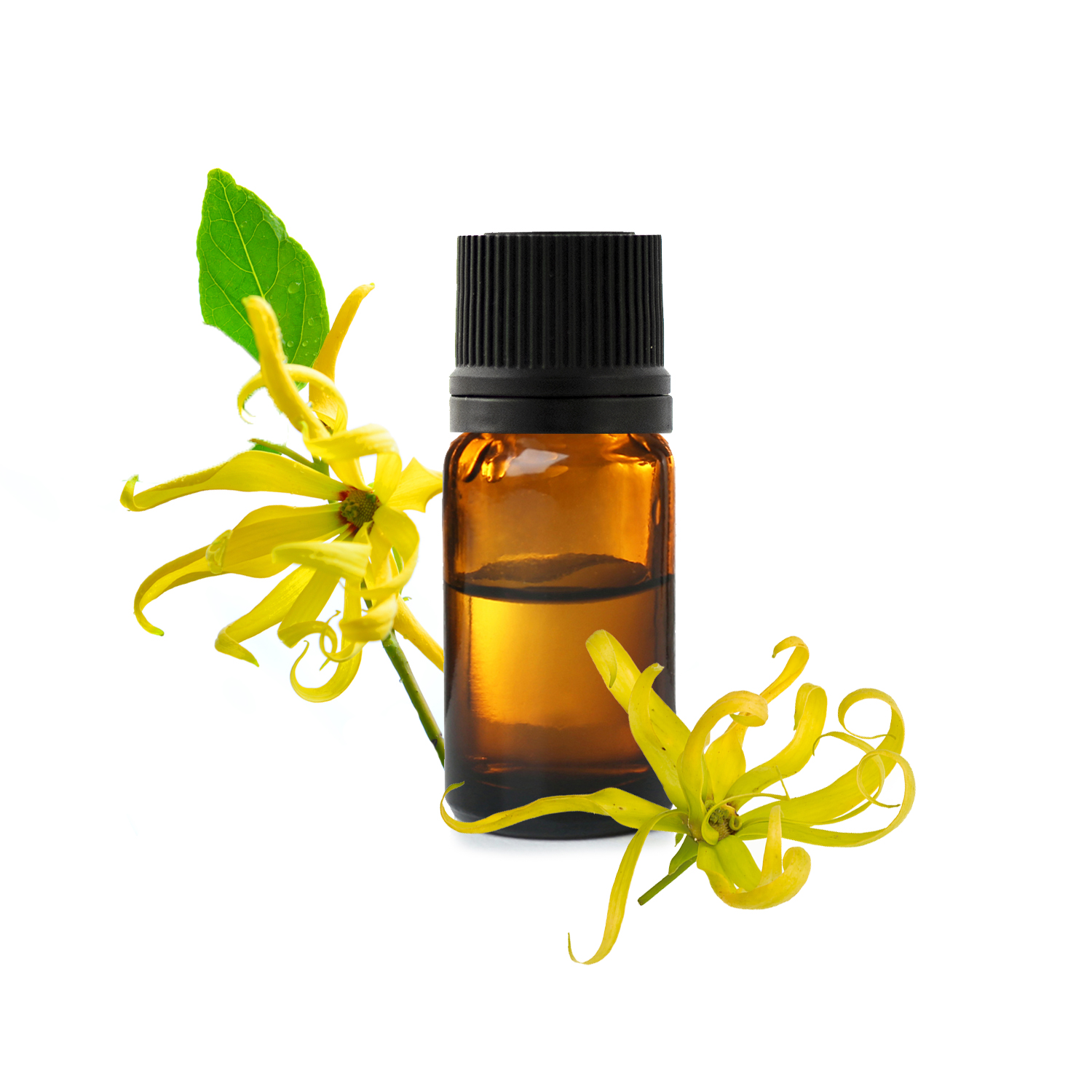 20230105150005_ylang-ylang-he-categ-jpg.jfif