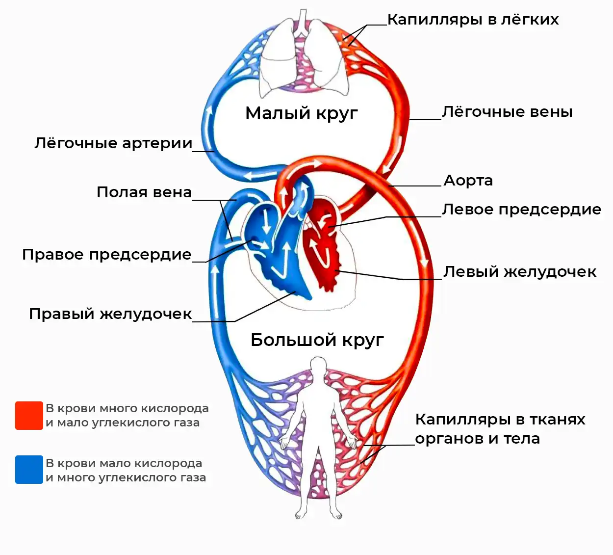 Схема большого и малого кругов кровообращения Схема большого и малого кругов кровообращения