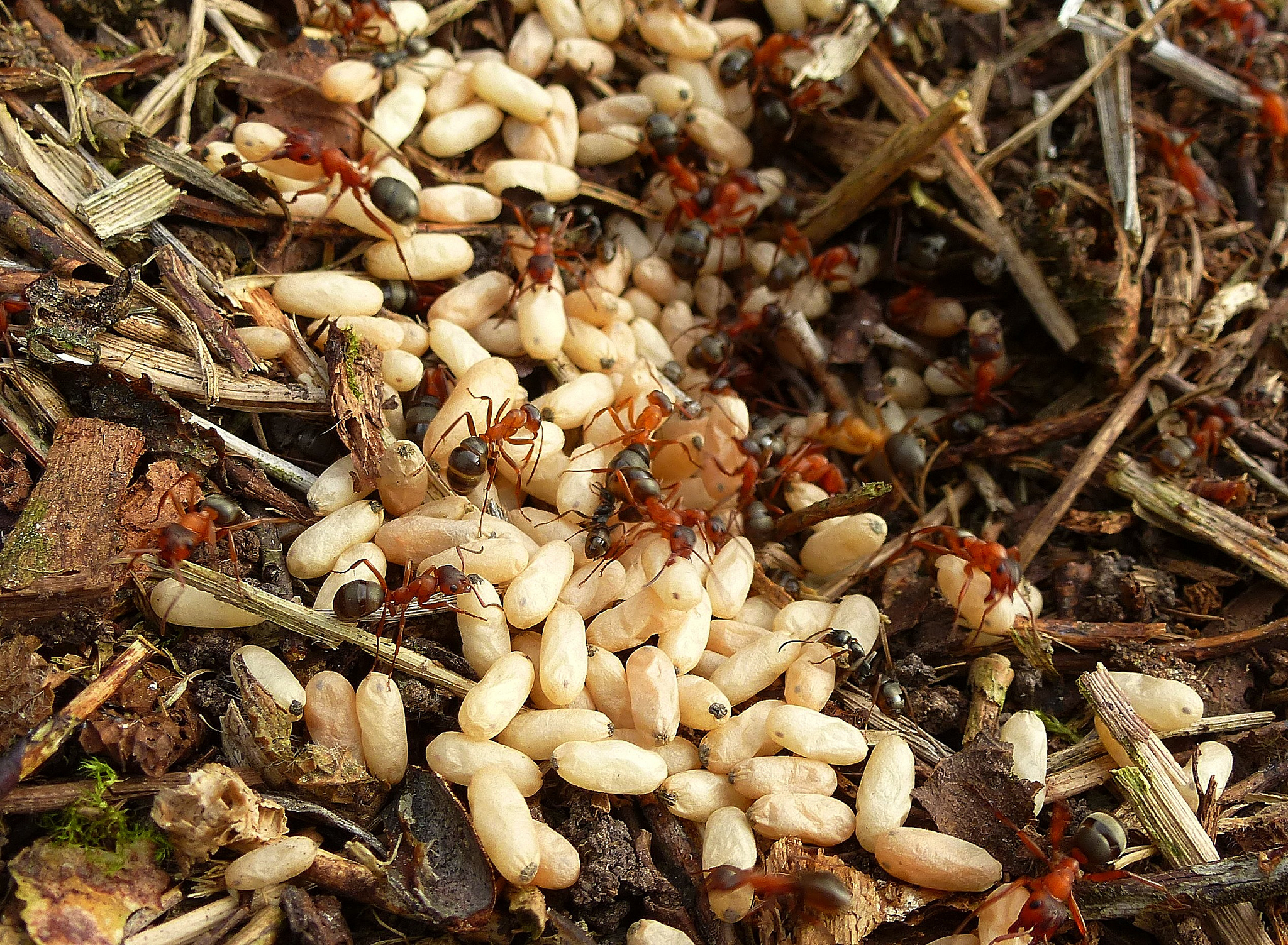 Raptiformica sanguinea