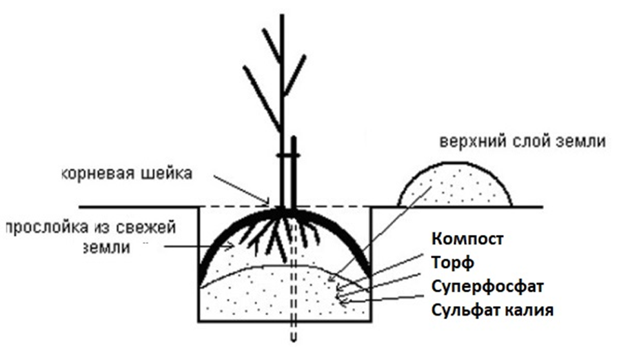 Как посадить саженец яблони весной в грунт. Схема посадки саженца яблони. Схема посадки саженцев яблони. Схема посадки саженца вишни. Схема посадка черешни весной.