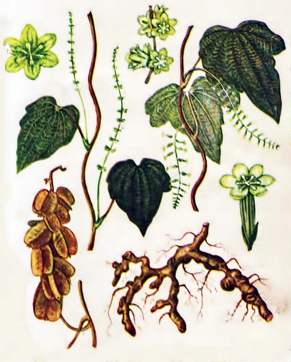 Диоскорея ниппонская препараты. Диоскорея ниппонская сырье. Корень диоскореи кавказской. Корни диоскореи японской. Диоскорея ниппонская.