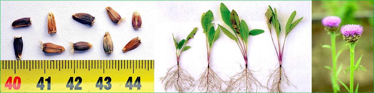Адаптогены фото: семена маральего корня и серпухи