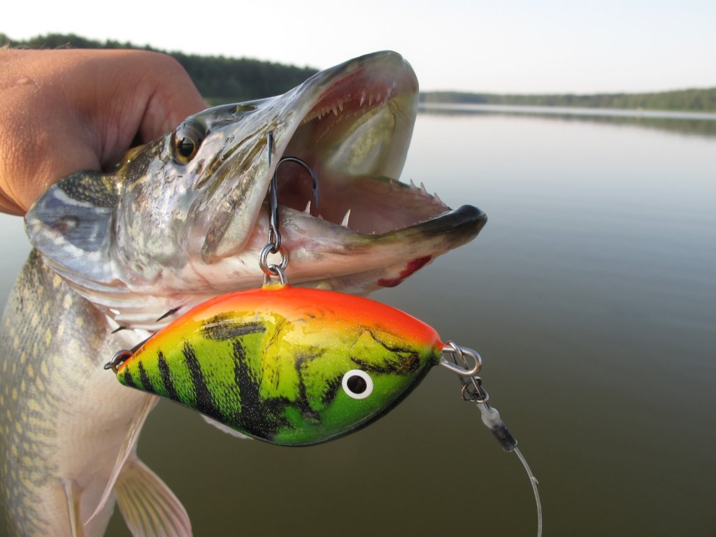 salmo_slider_schuchja_primanka.jpg