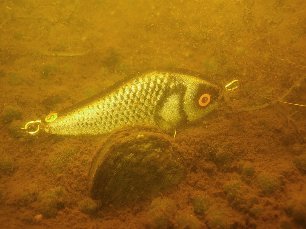 salmo_slider_na_dne_vodojoma.jpg