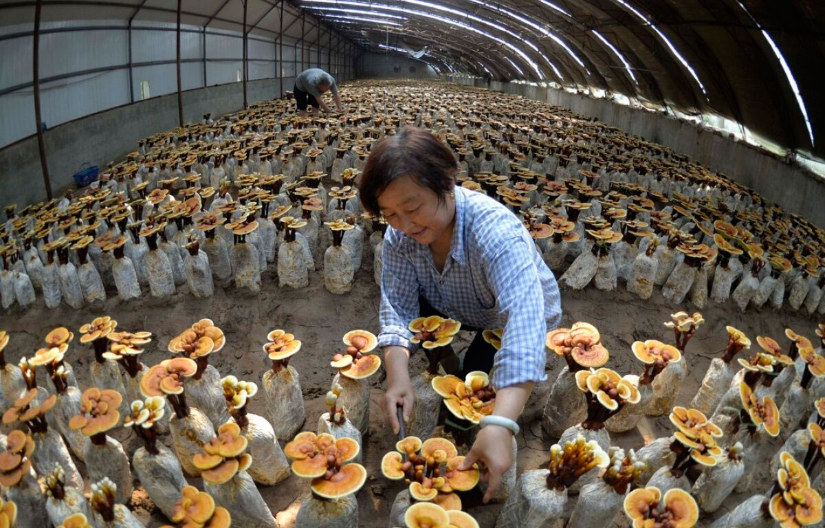 Культивируемые грибы и условия выращивания. Грибная ферма шиитаке. Шитаки гриб ферма. Трутовик грибная ферма. Шиитаке китайские.