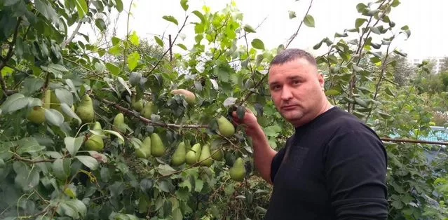 Плодопитомник "Алёшины Сады"