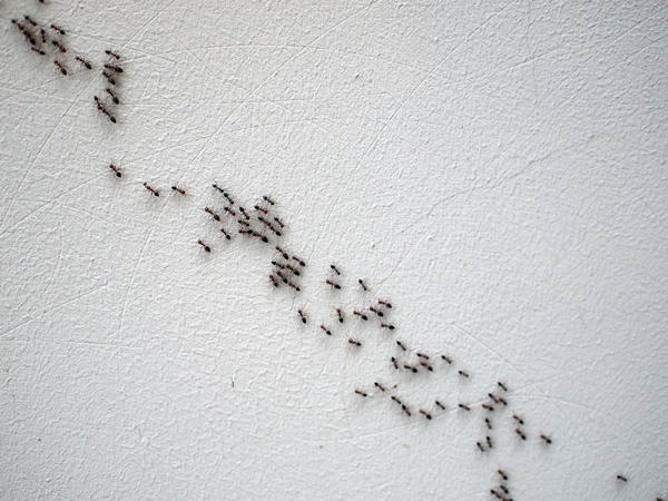 4ants Маленькие муравьи