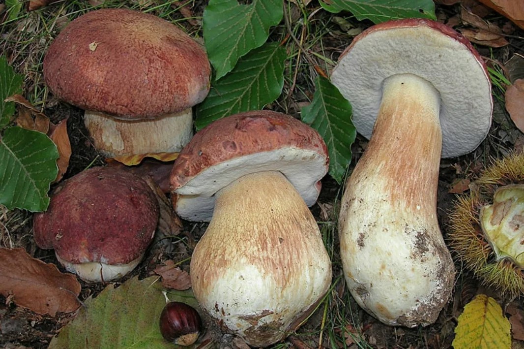 Bolétus pinоphilus
