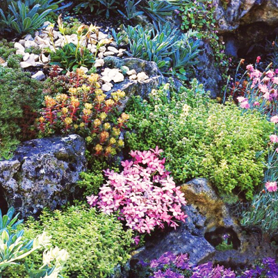 Растения для альпийских горок