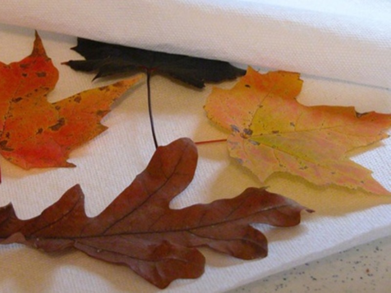 Собираем гербарий из осенних листьев