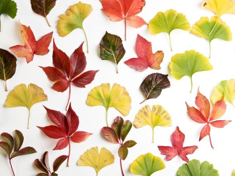 Как создать коллекцию гербария из разных видов листьев деревьев