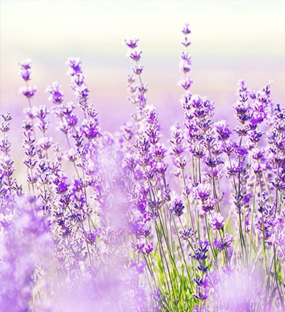 Lavanda26.jpg