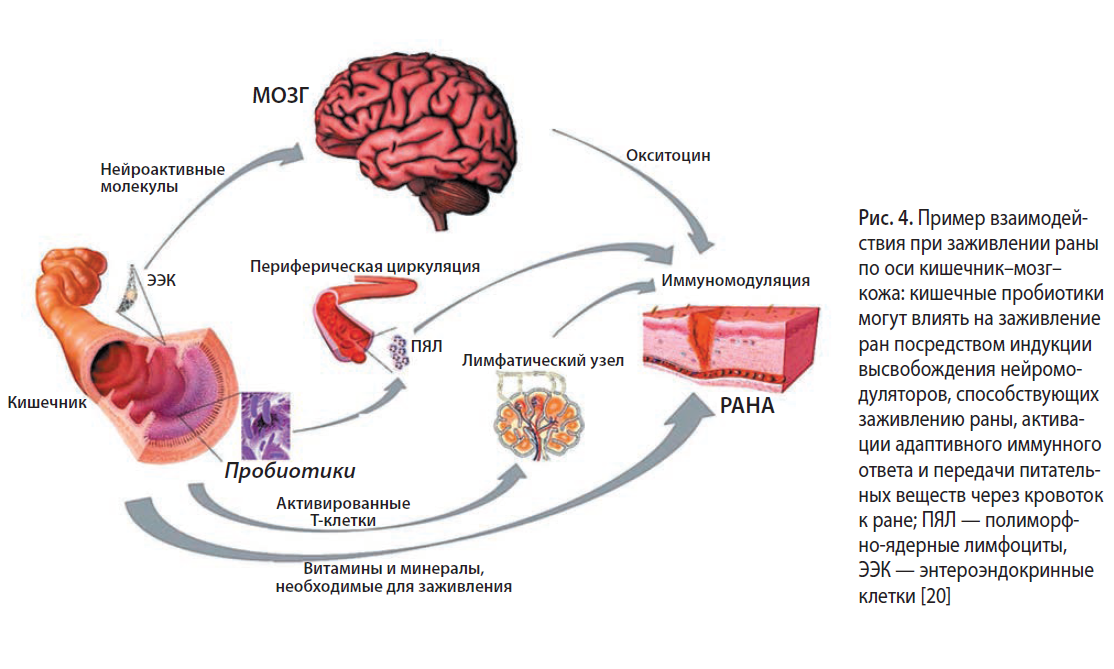 Ось кишечник мозг схема