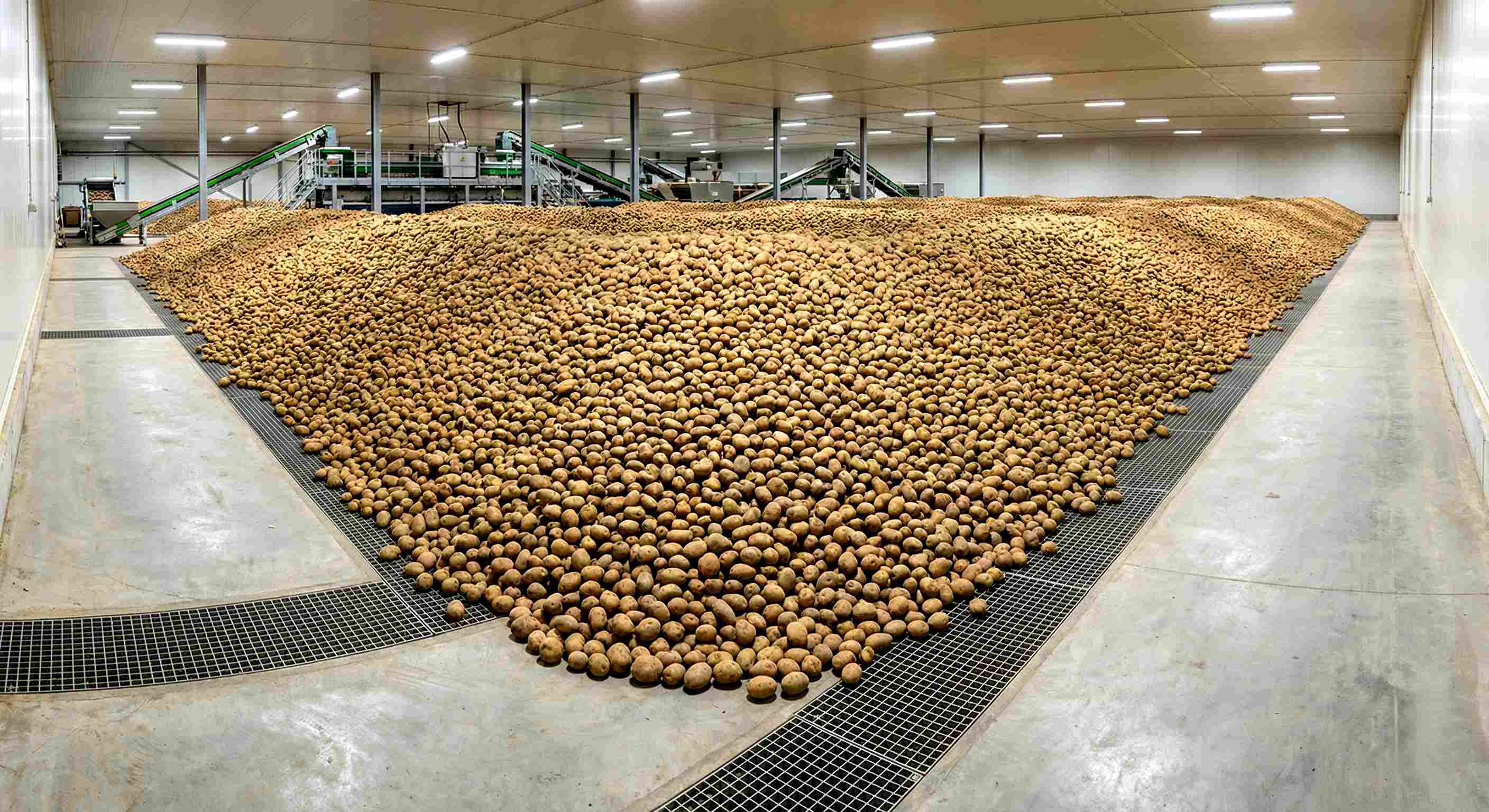 Хранение картофеля навалом