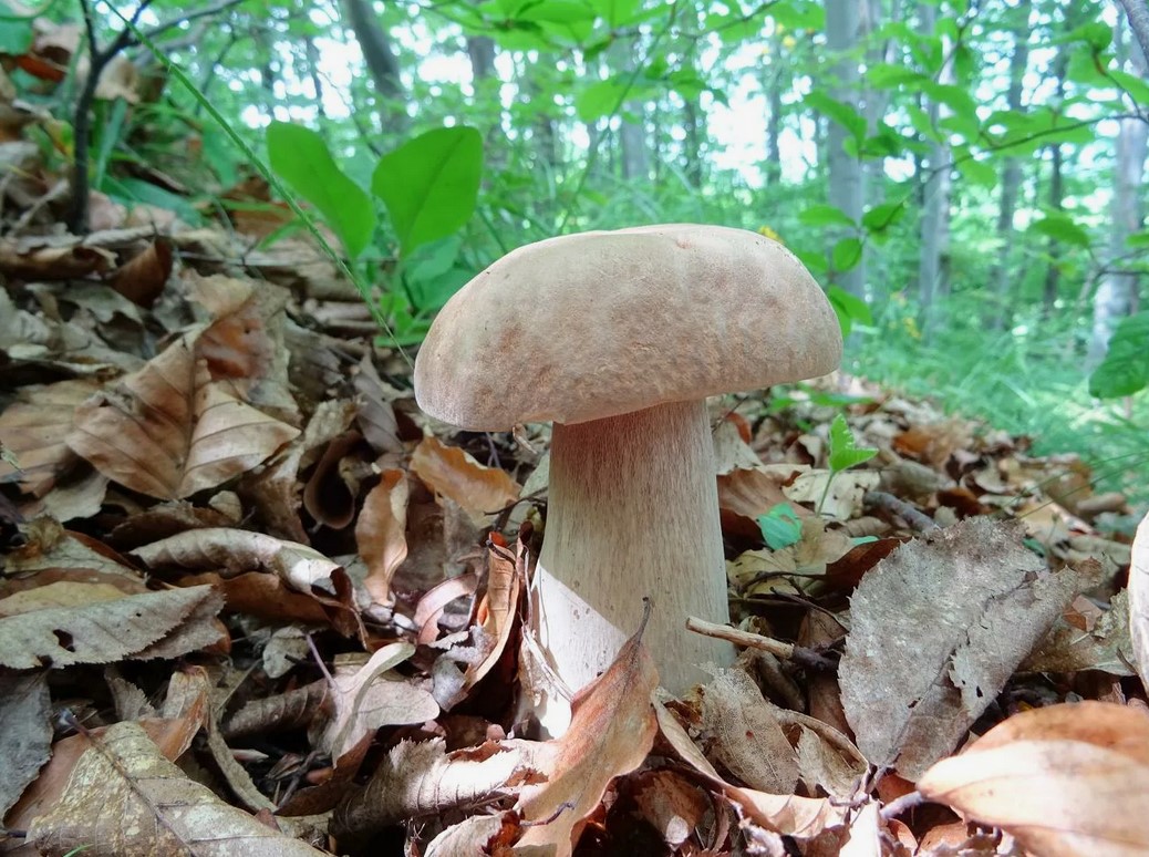 Boletus quercicola
