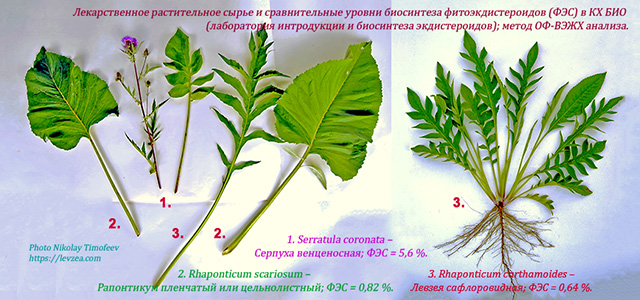 Крупнотравные экдистерон синтезирующие виды (0,64-05,6%); Rhaponticum carthamoides, Serratula coronata, Rhaponticum scariosum